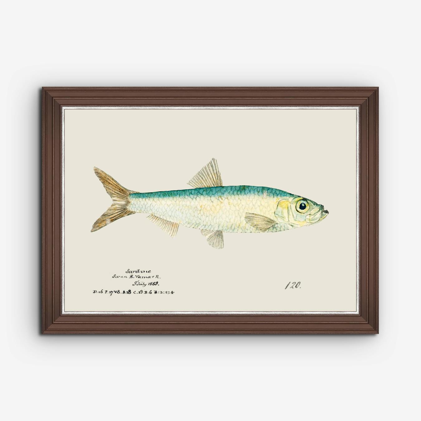 Mediterranean Fish Art Work - Sardine By Mind The Gap - Fy